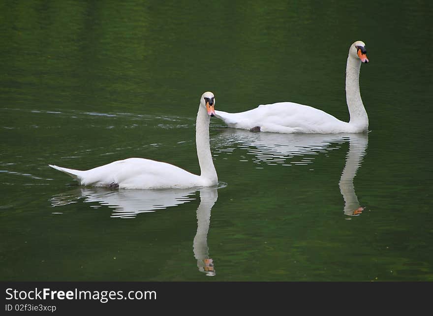 Swans