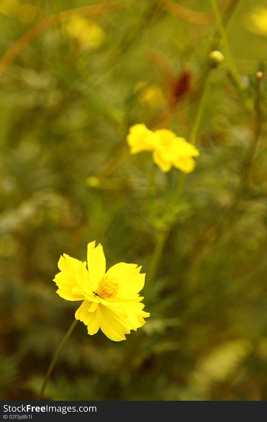 Yellow Flower