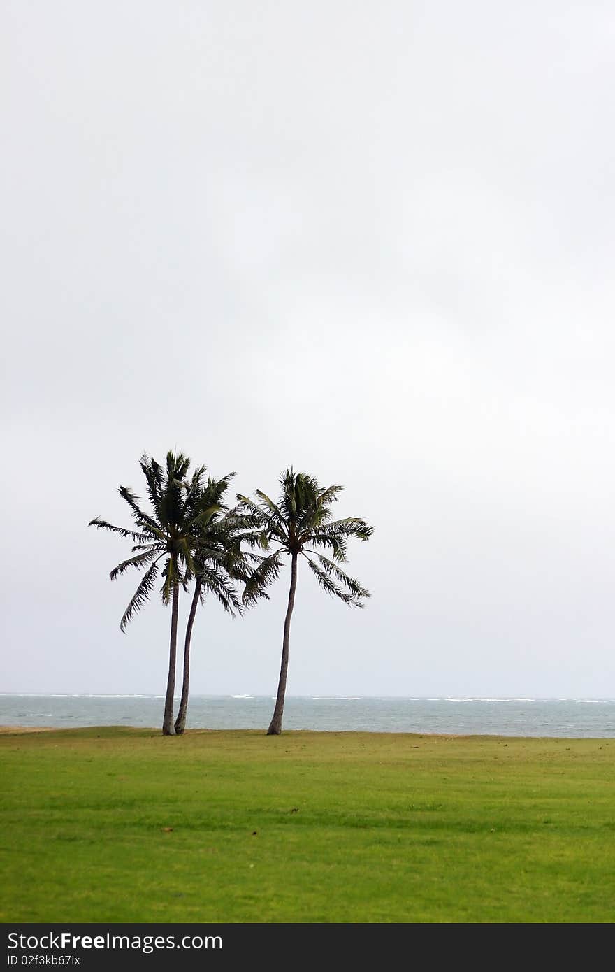 Two Coconuts Trees In Hawaii