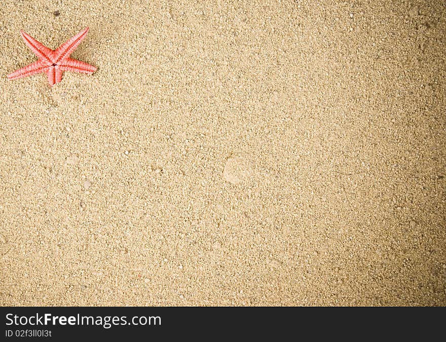 One starfish on brown sand