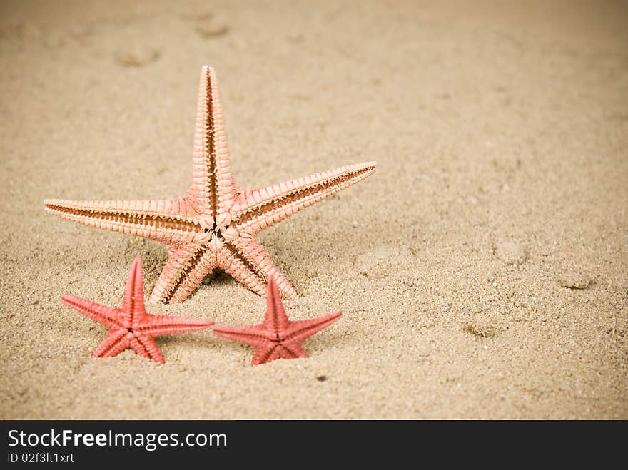 Three starfish on brown sand