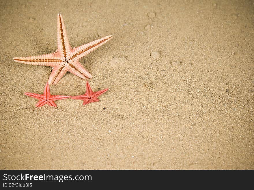 Two starfish on brown sand