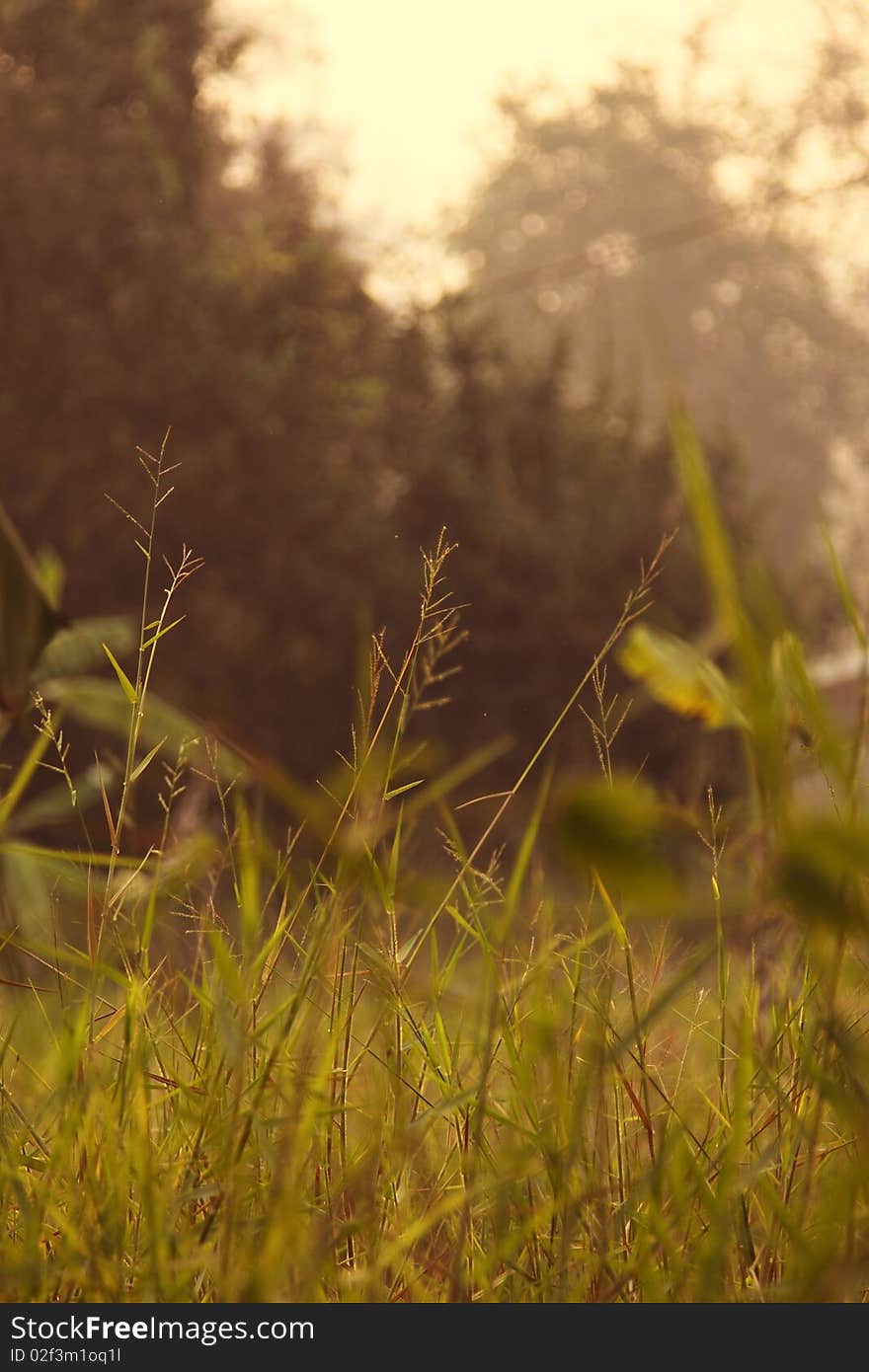 Morning light in Thailand in the field