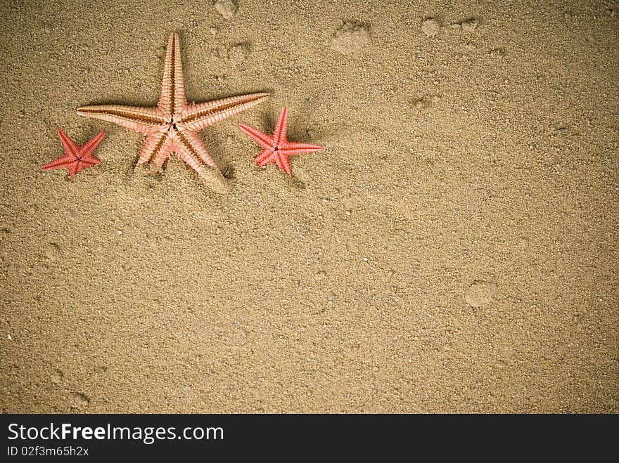 Three starfish on brown sand