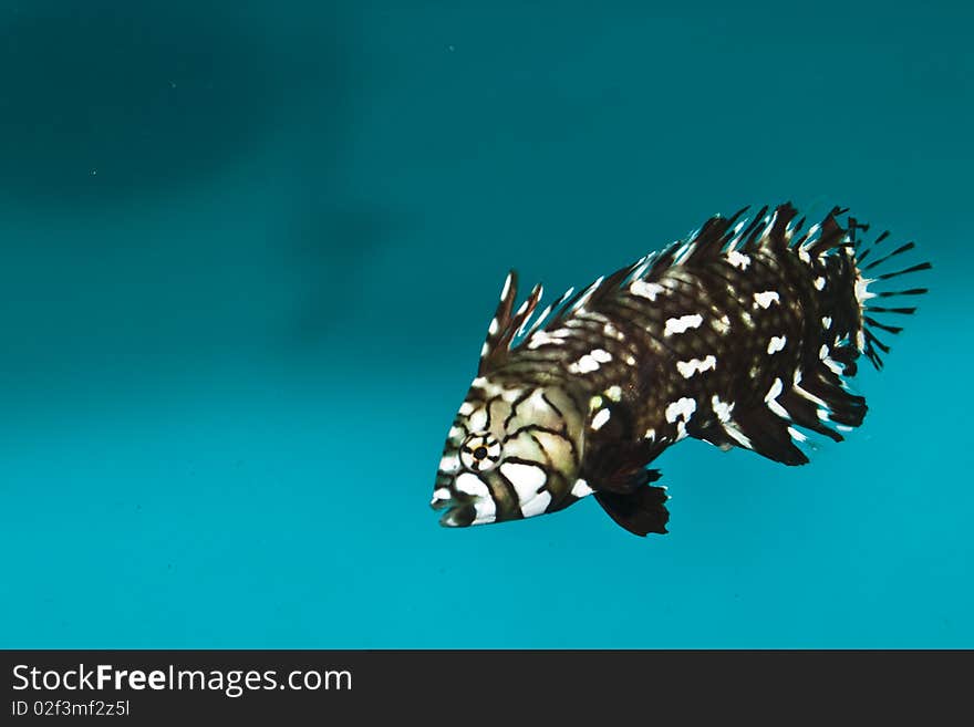 Dragonet Fish In Aquarium