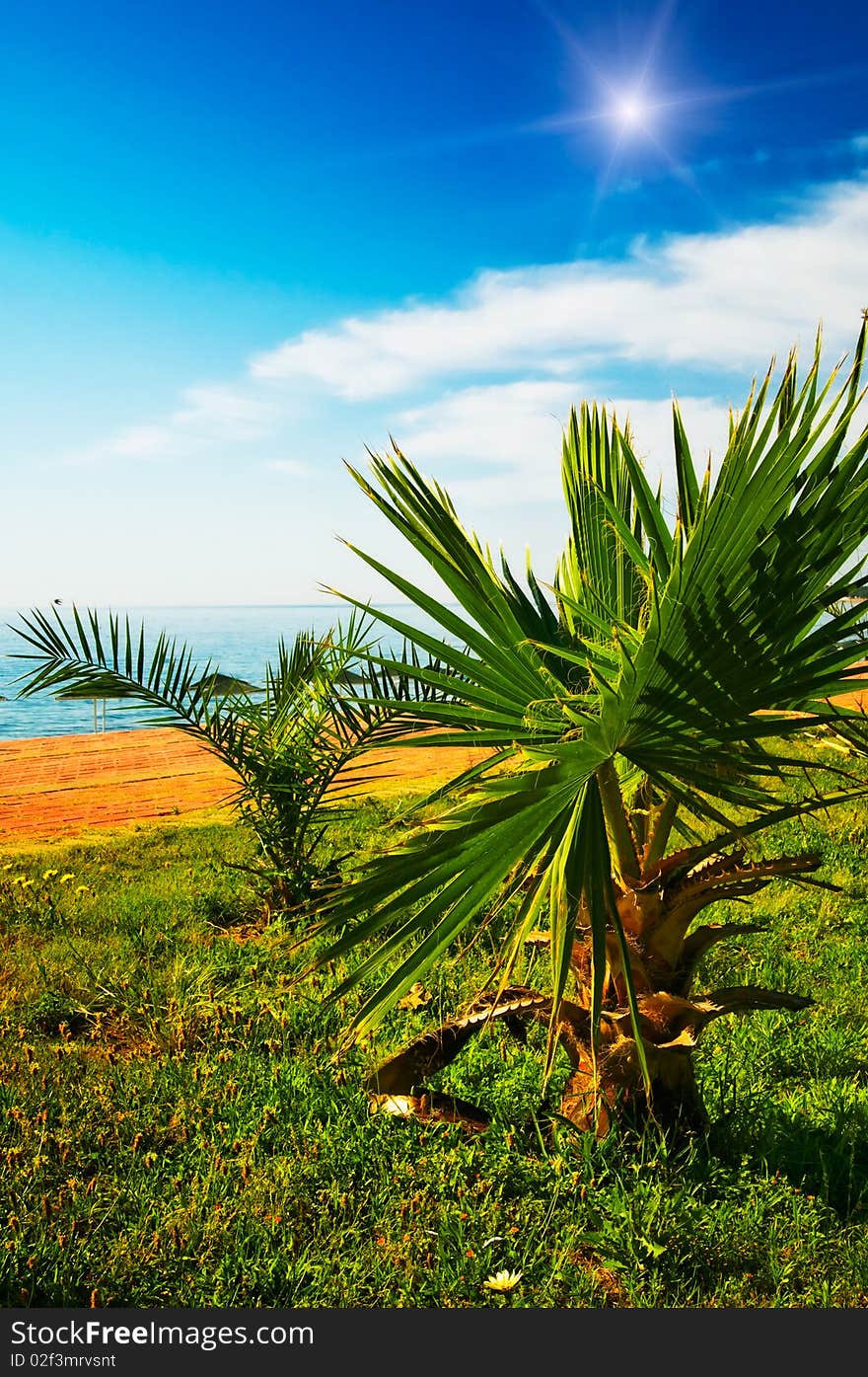 Small palms on the tropical beach and splendid blue sky. Small palms on the tropical beach and splendid blue sky.