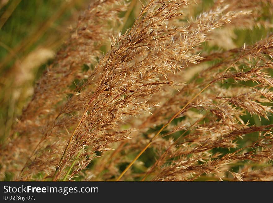 Tall grass