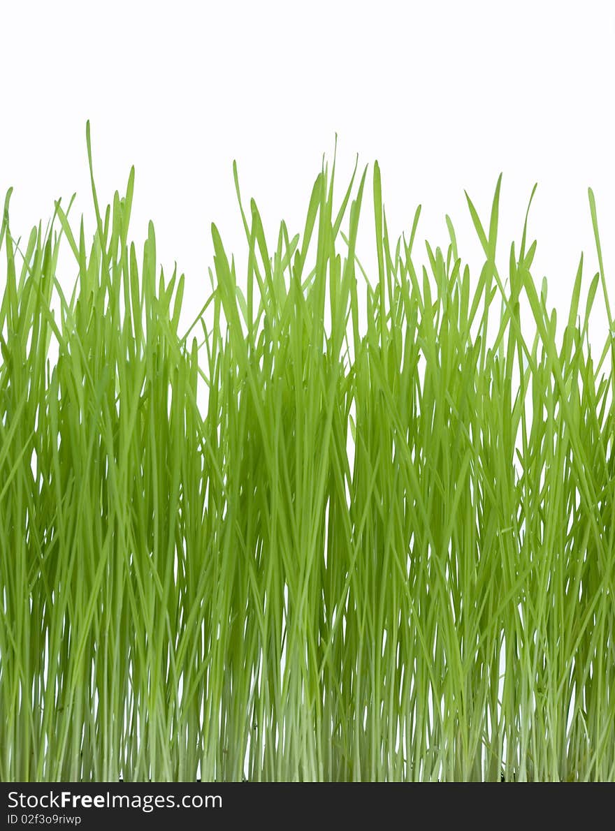 Isolated green grass on white background