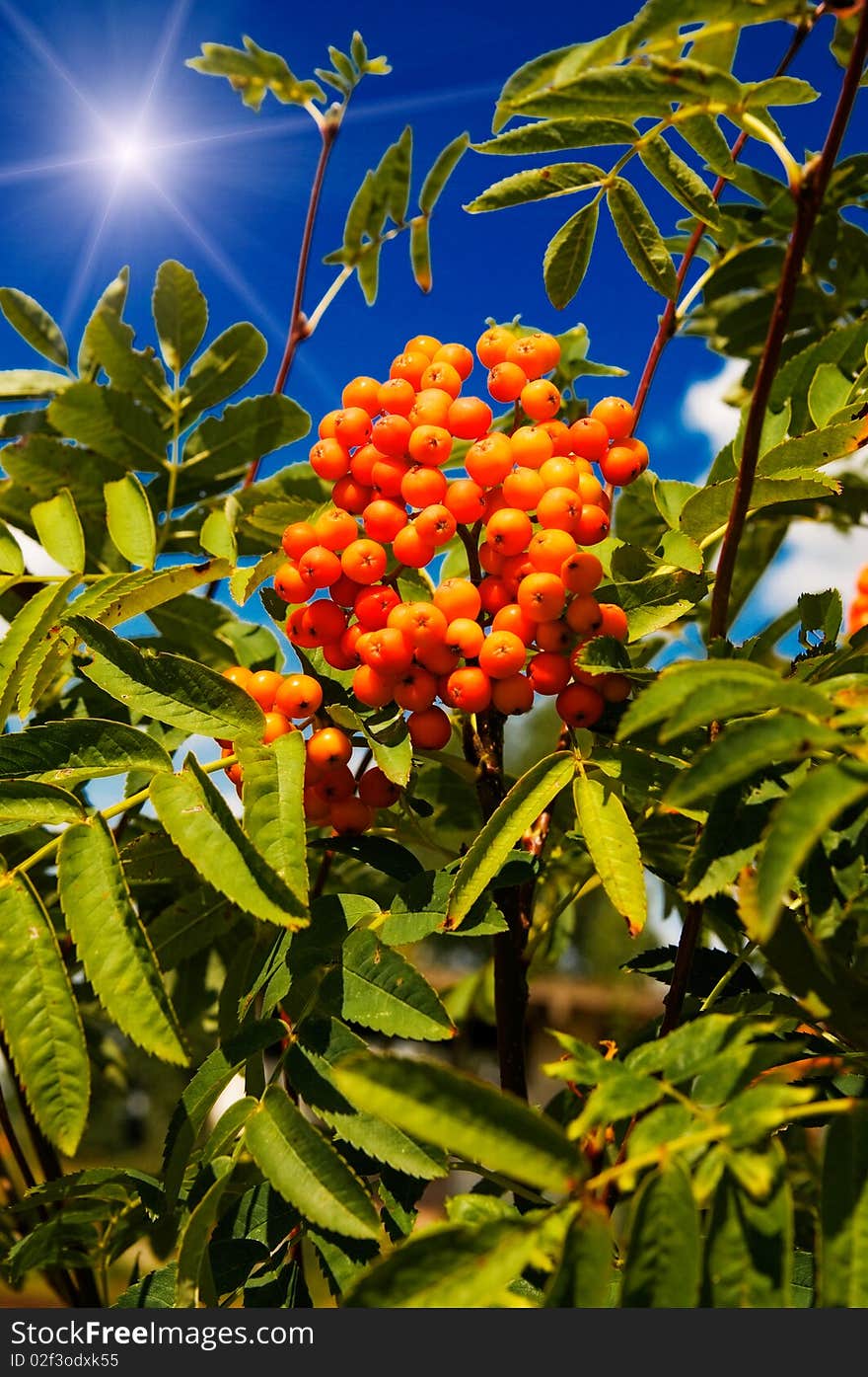 Blue Sky,sun And Tree Of Ripe Rowanberry.