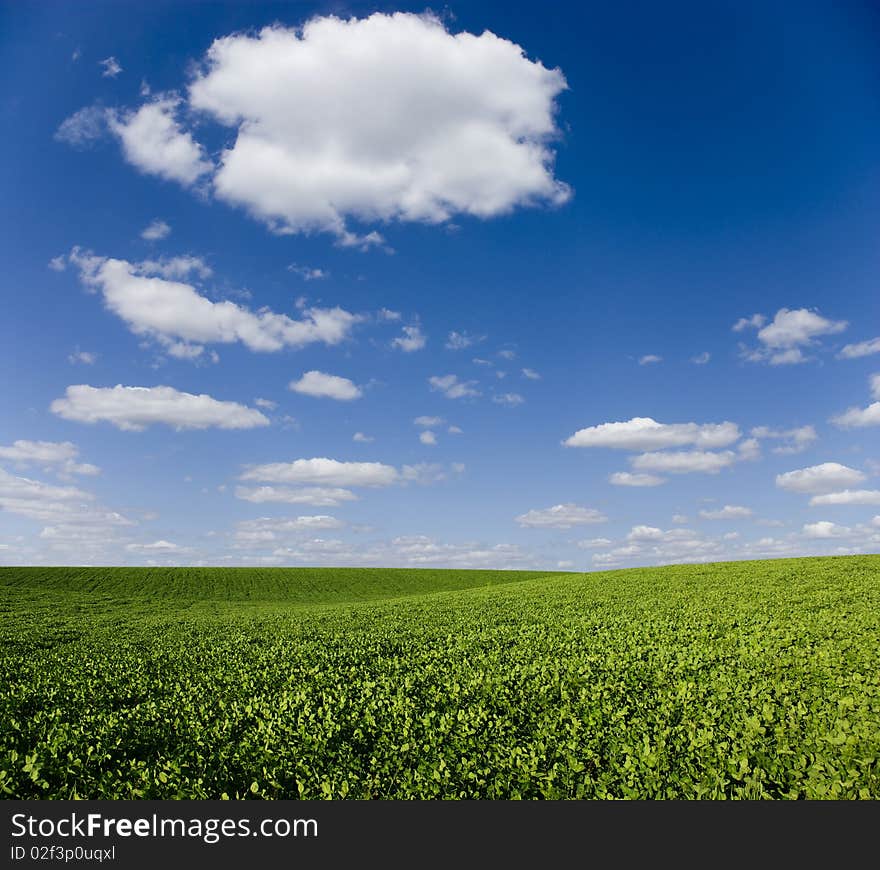 Green meadow under blue sky with clouds. Green meadow under blue sky with clouds