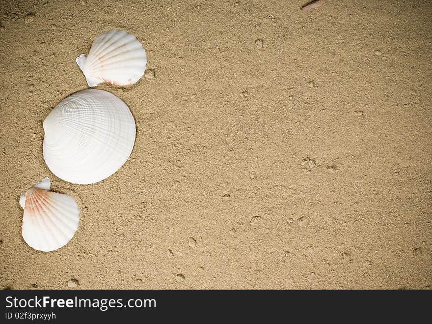 Three white seashells on sand