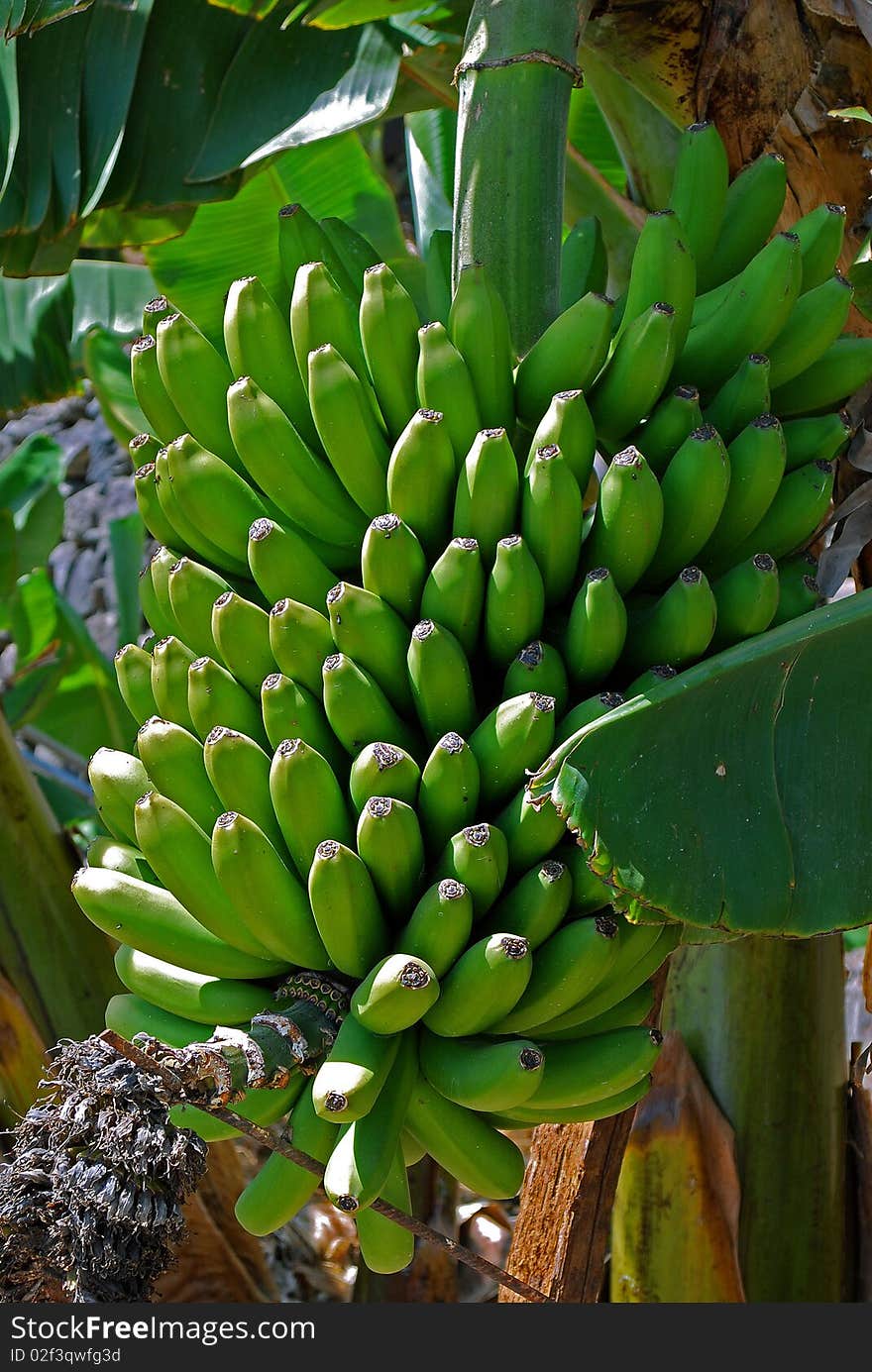 Bananas