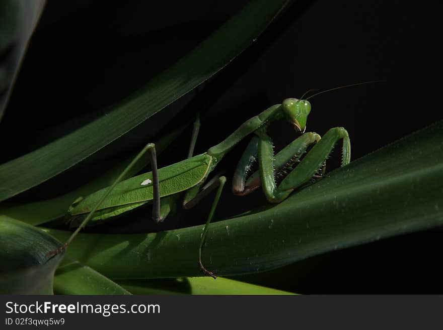 Insect on a green plant. Insect on a green plant