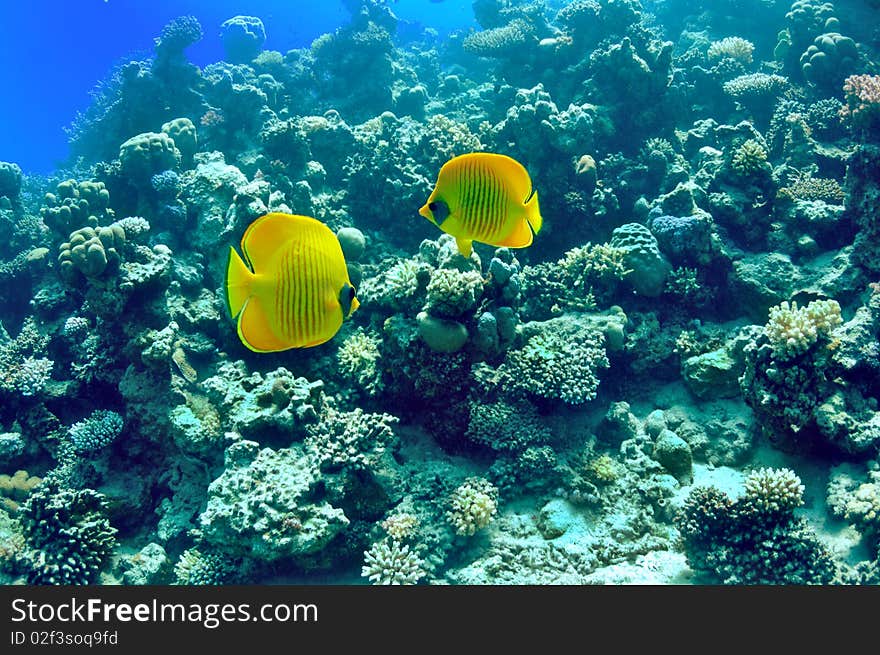 Pair of bright yellow fish on the background of a coral reef. Masked butterflyfish (chaetodon larvatus). Pair of bright yellow fish on the background of a coral reef. Masked butterflyfish (chaetodon larvatus)