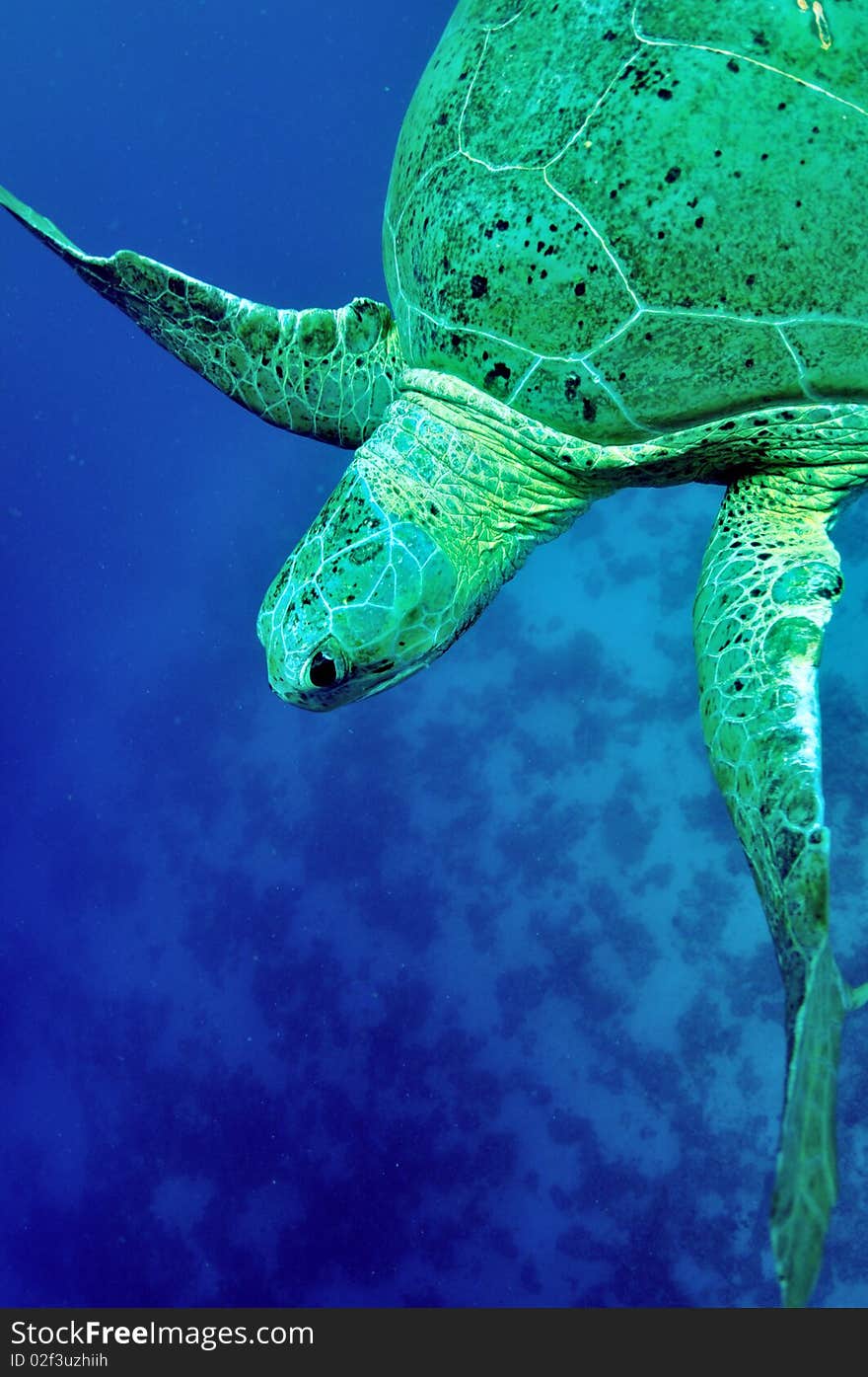 Green Sea Turtle cruising through blue water.  (Chelonia mydas). Green Sea Turtle cruising through blue water.  (Chelonia mydas)