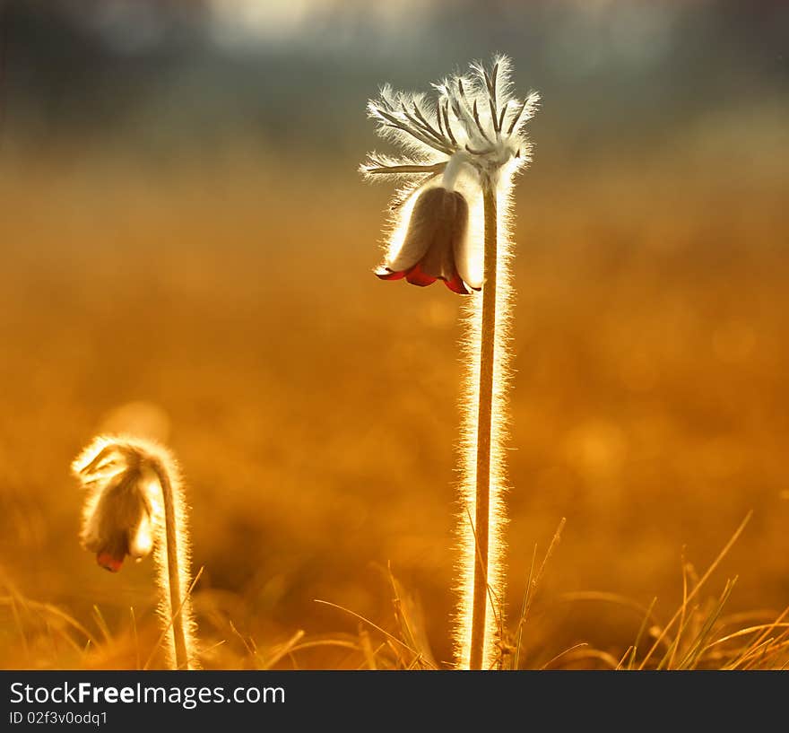 Spring flower on the field