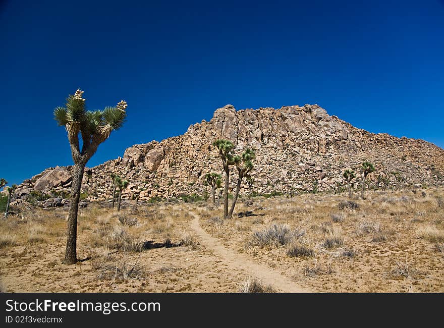 Beautiful Cholla Cactus Garden in Joshua Treer national park in afternoon sun. Beautiful Cholla Cactus Garden in Joshua Treer national park in afternoon sun