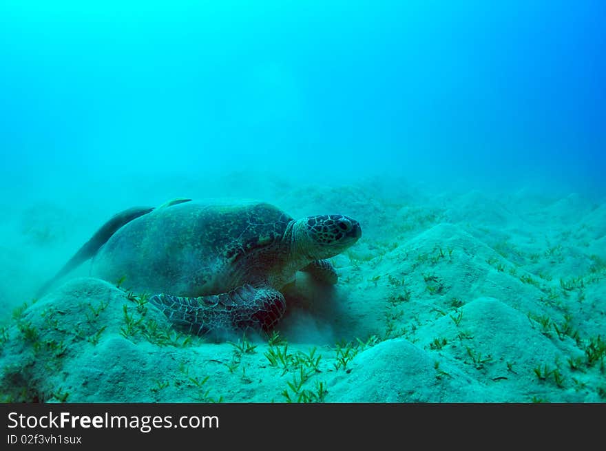 Sea green turtle and two sucker fish a underwater view. red sea, egypt.