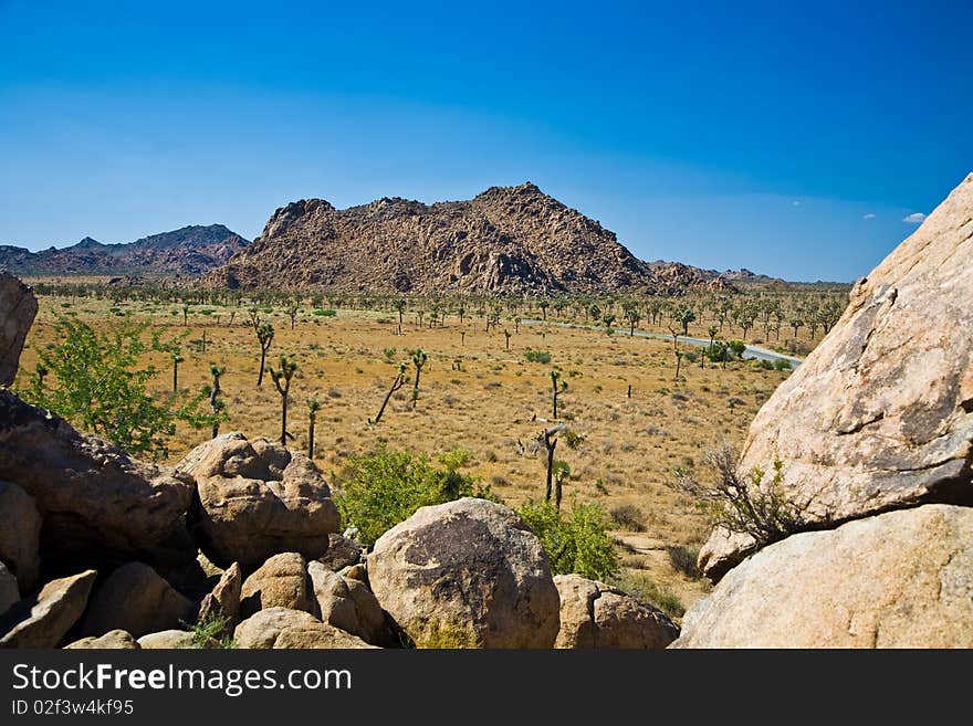 Nature in Joshua tree National Park