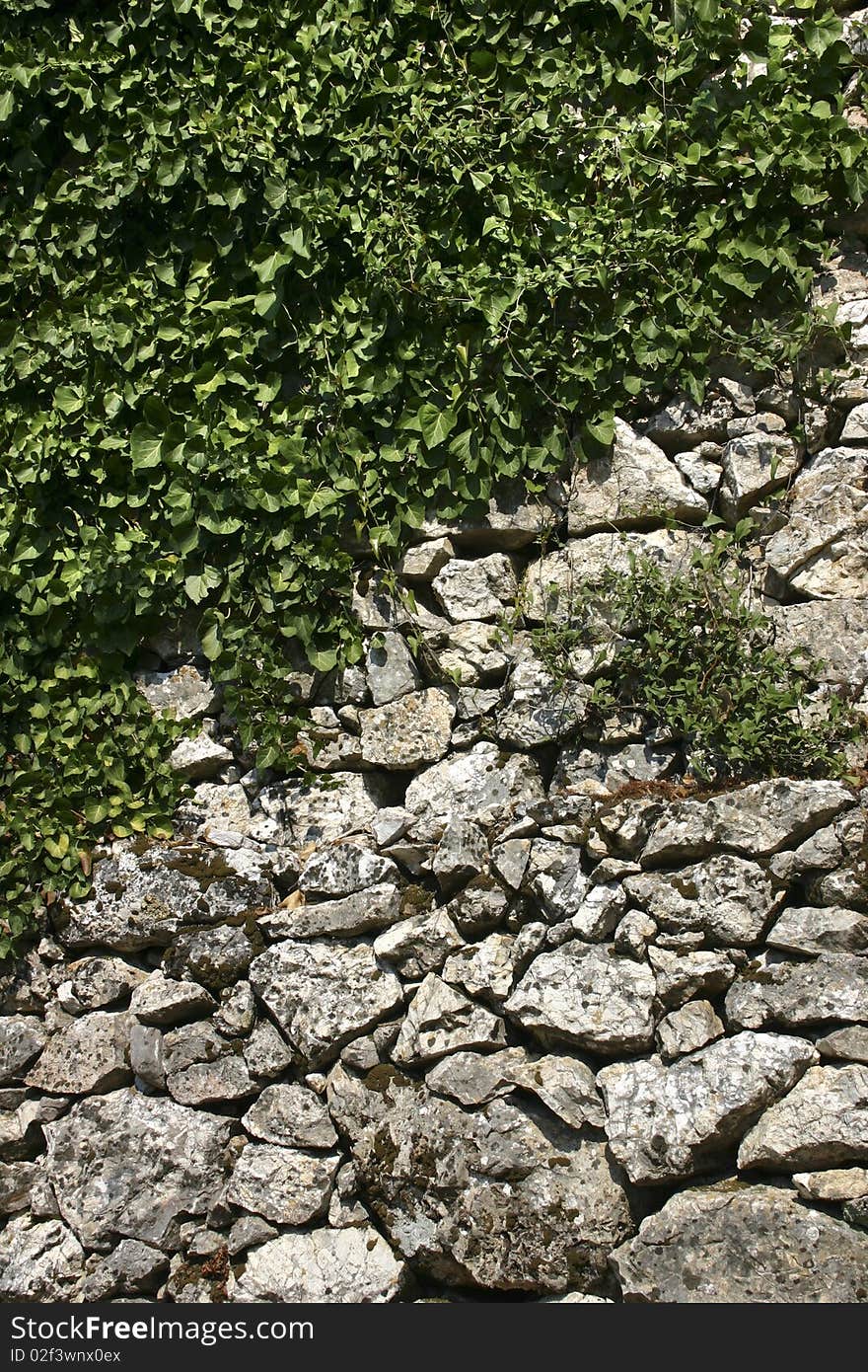 Old stone wall and climbing plant