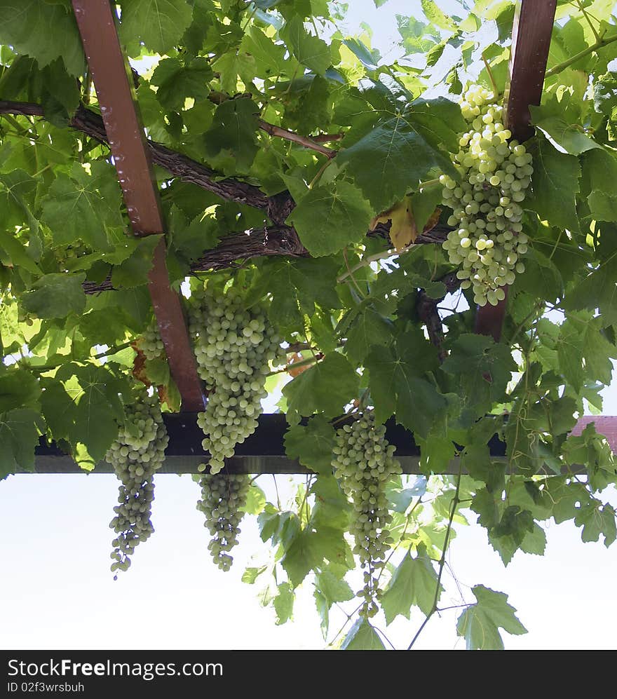 Wine grapes growing in lattice. Wine grapes growing in lattice