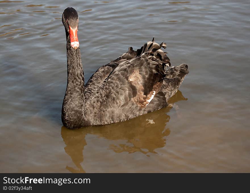 Black swan (Cygnus atratus) in a lake. Black swan (Cygnus atratus) in a lake