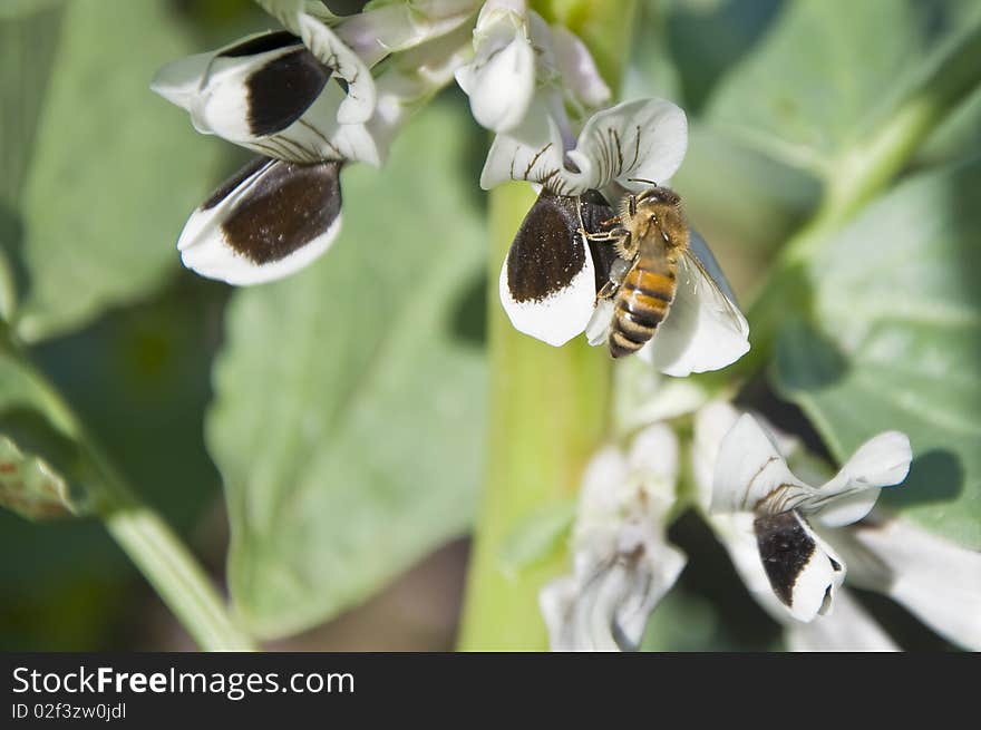 Flowers and bee