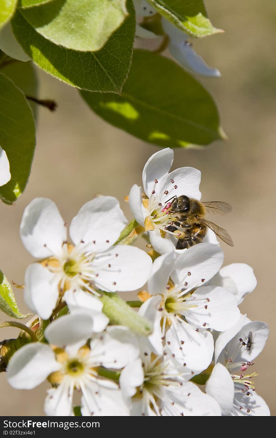 Flowers and bee