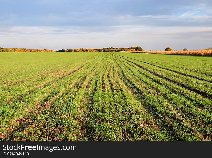 Landscape with sprouts of winter wheat in the field. Landscape with sprouts of winter wheat in the field