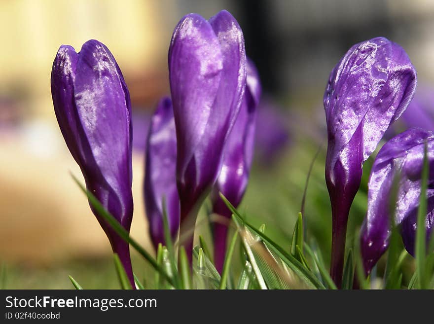 Purple crocuses in the garden