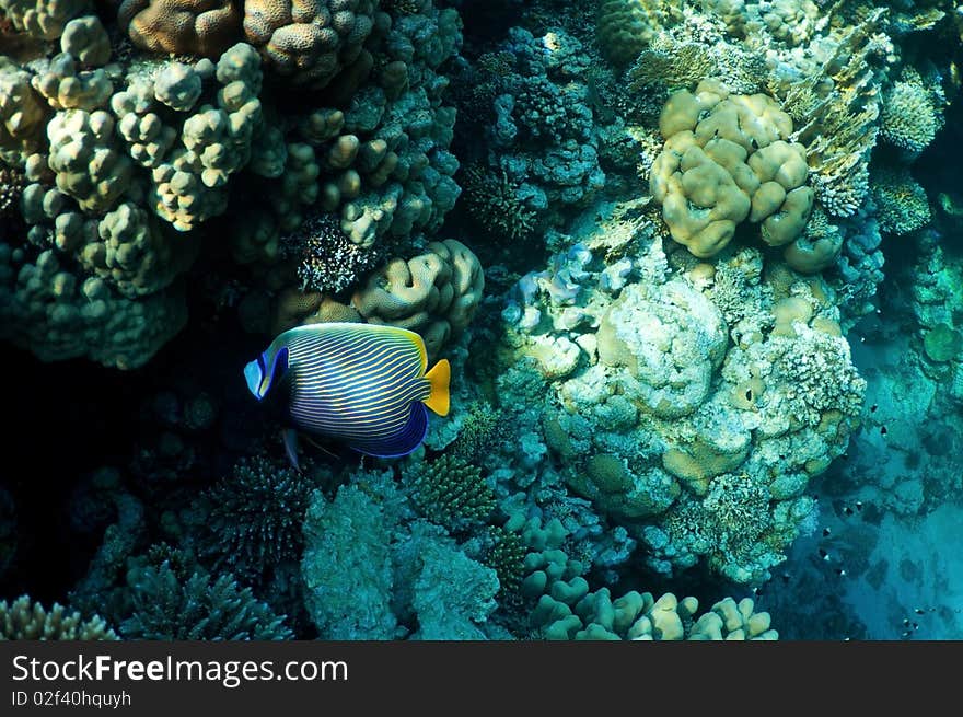 Underwater landscape. coral reef and tropical fish. Underwater landscape. coral reef and tropical fish.