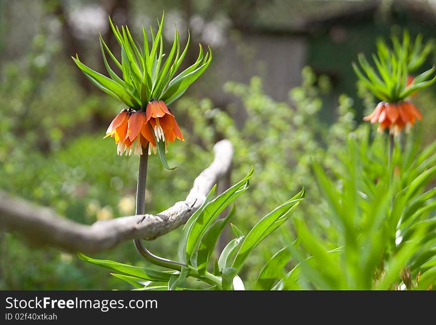 Nice orange flower curves around stick in the garden