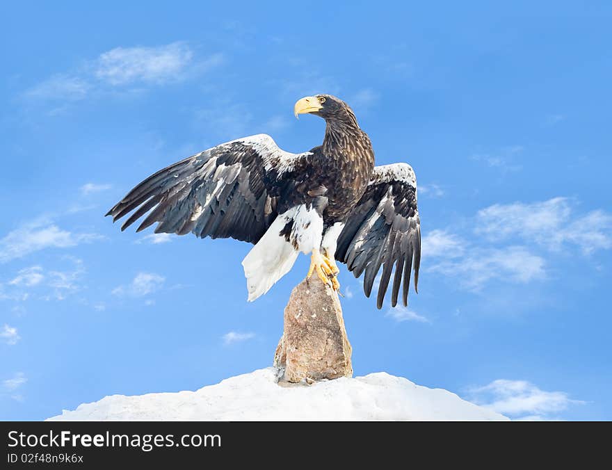 The eagle sits on a stone