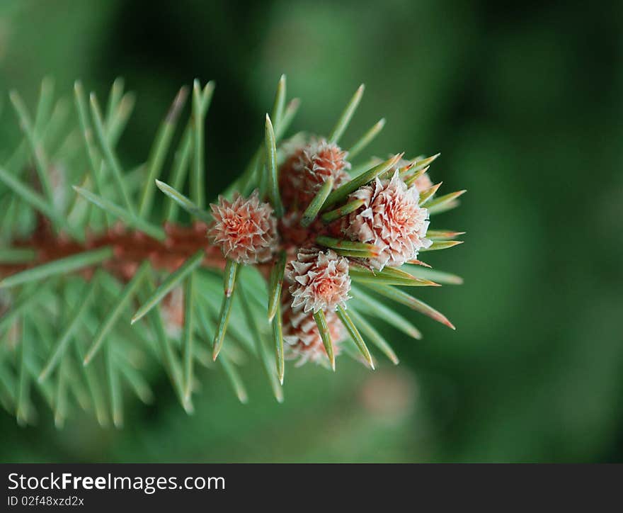 Fir-tree