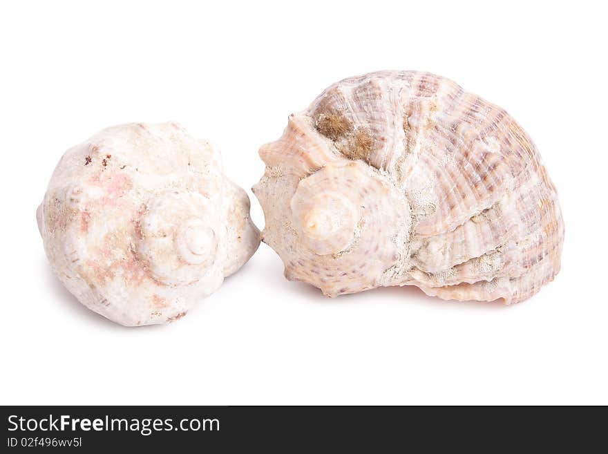 Seashell on white background (isolated, close up)