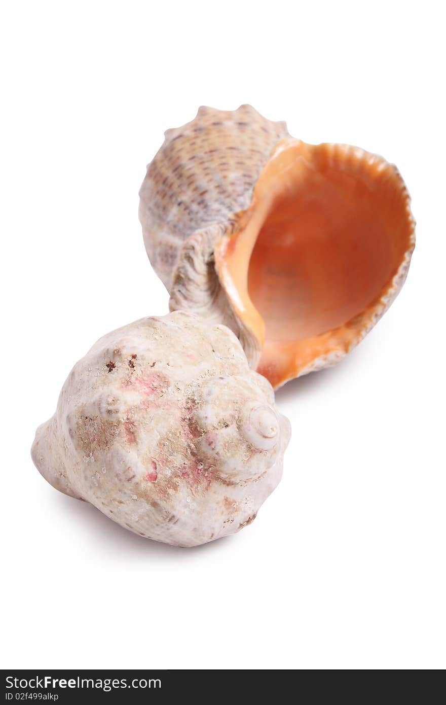 Seashell