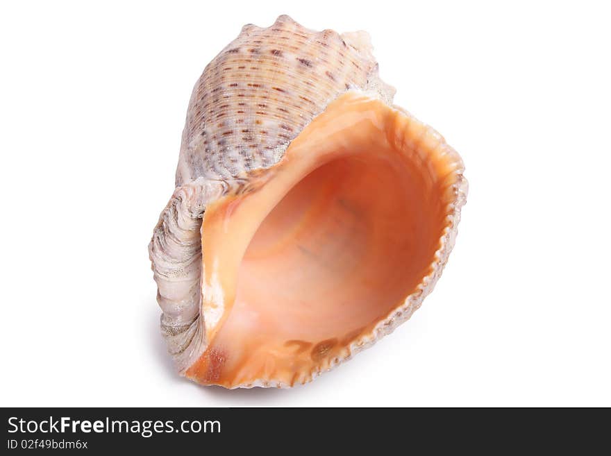 Seashell on white background (isolated, close up)