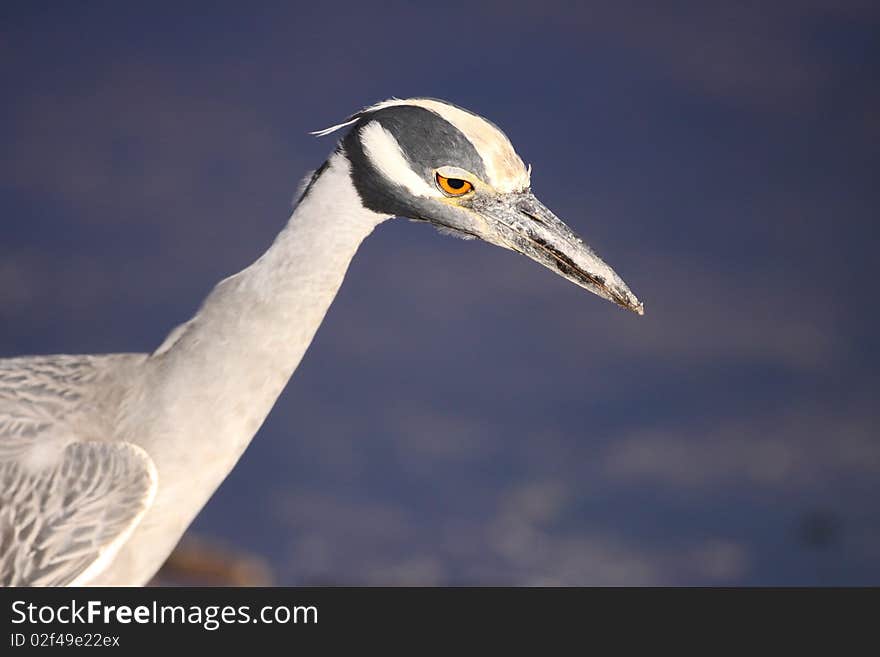 A yellow-crowned night heron hunting at Ding Darling, Florida.