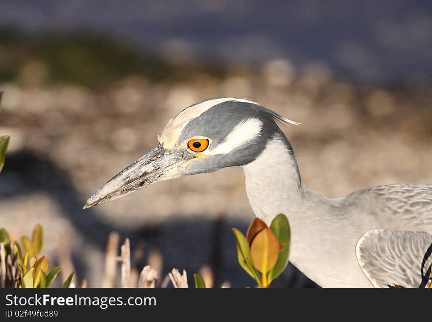 A yellow-crowned night heron hunting at Ding Darling, Florida.