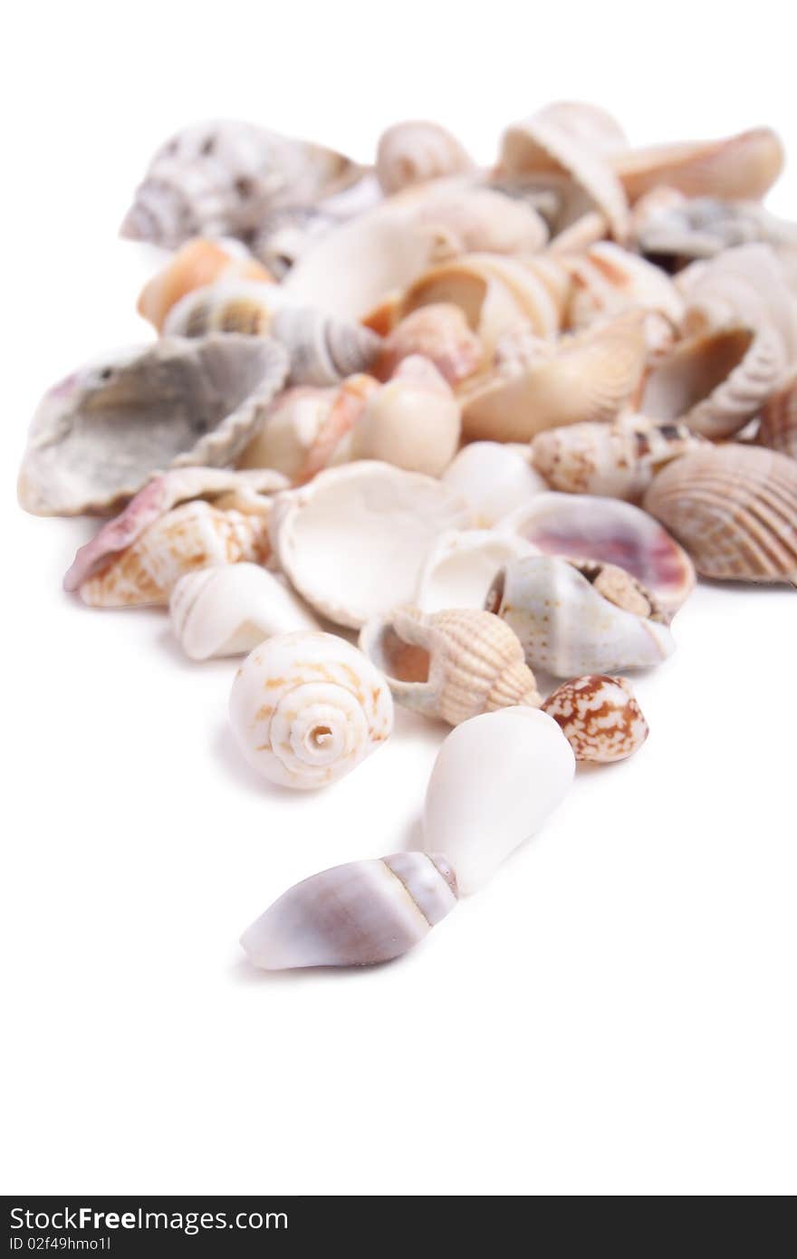 Seashell on white background (isolated, close up)