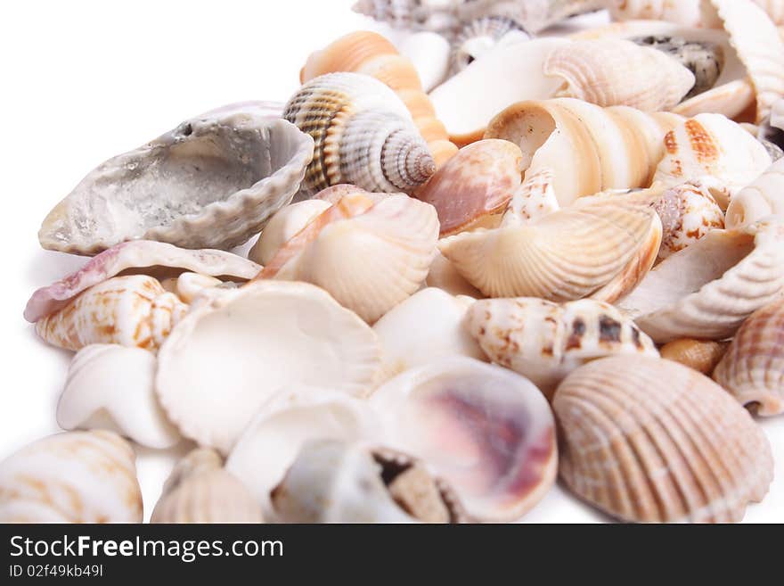 Seashell