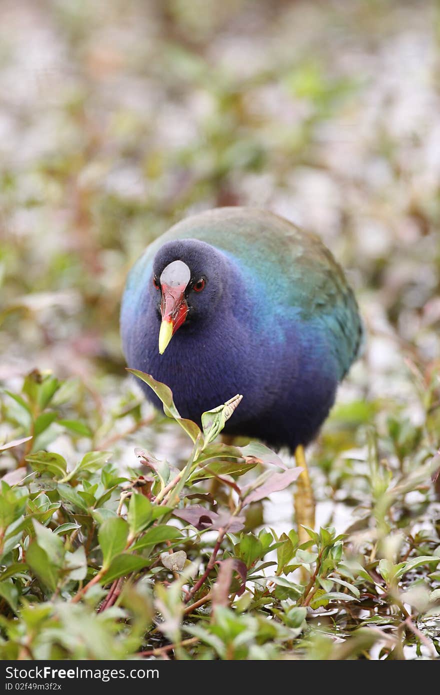 A colorful Purple Gallinule at Anhinga Trail, Florida.