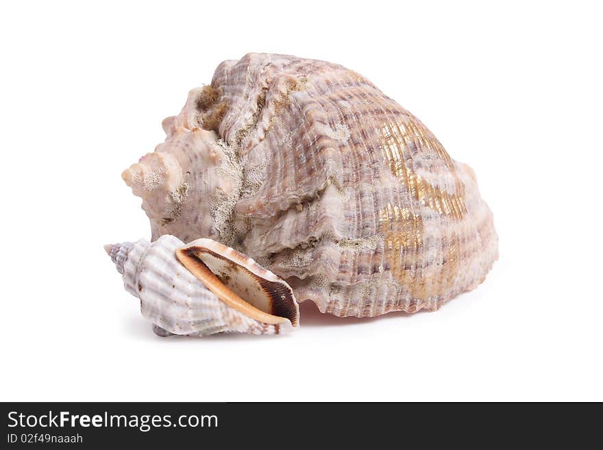 Seashell on white background (isolated, close up)