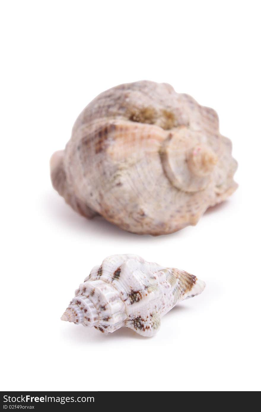 Seashell on white background (isolated, close up)