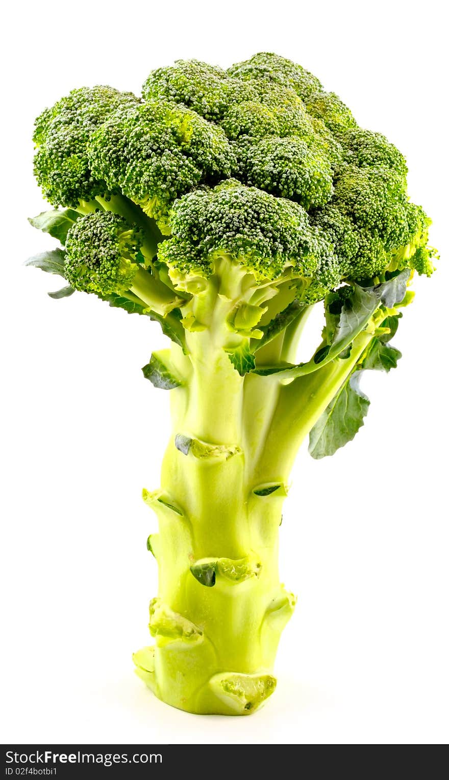 The branch broccoli  should stand as tree, isolated against a white background