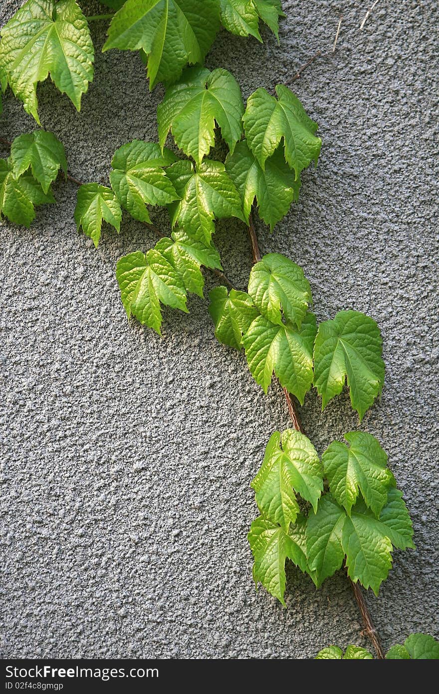 New growing out leave of Parthenocissus tricuspidata on the wall of street park of Beijing city in China in spring