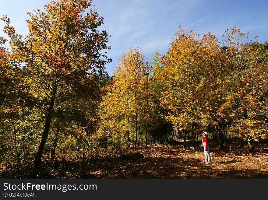 Maple tree