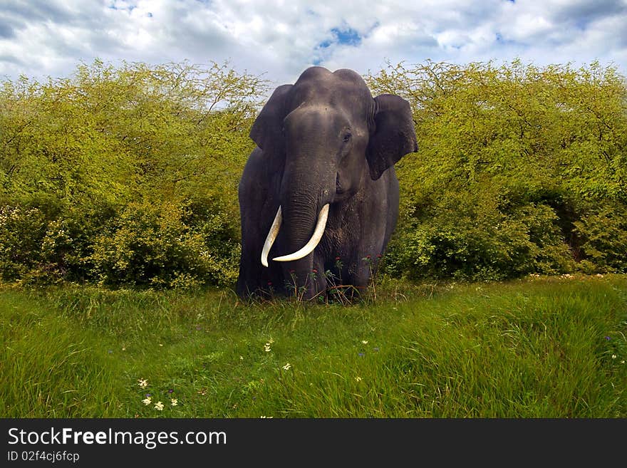 On the photo:Big elephant in a jungle