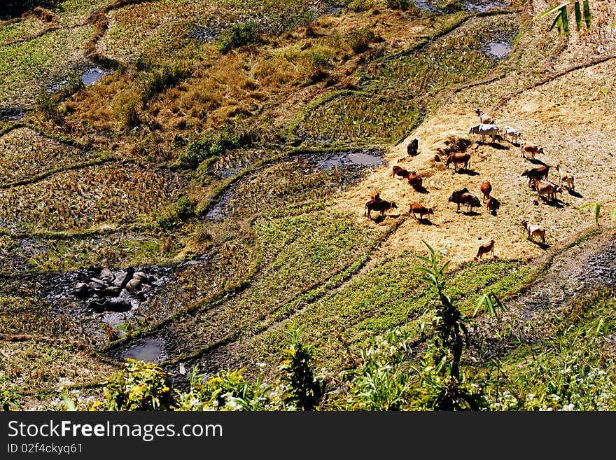 Group of buffaloes and cows. Group of buffaloes and cows