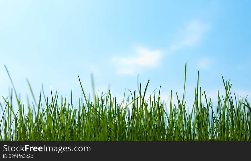 Closeup fresh grass on a background of the sky with clouds. Closeup fresh grass on a background of the sky with clouds